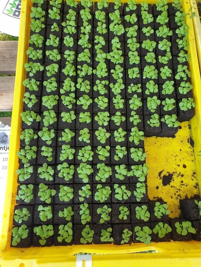 square seedlings in a container