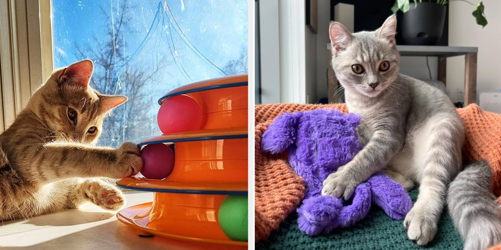 20 Products Reviewers Say Their Picky Cats Love