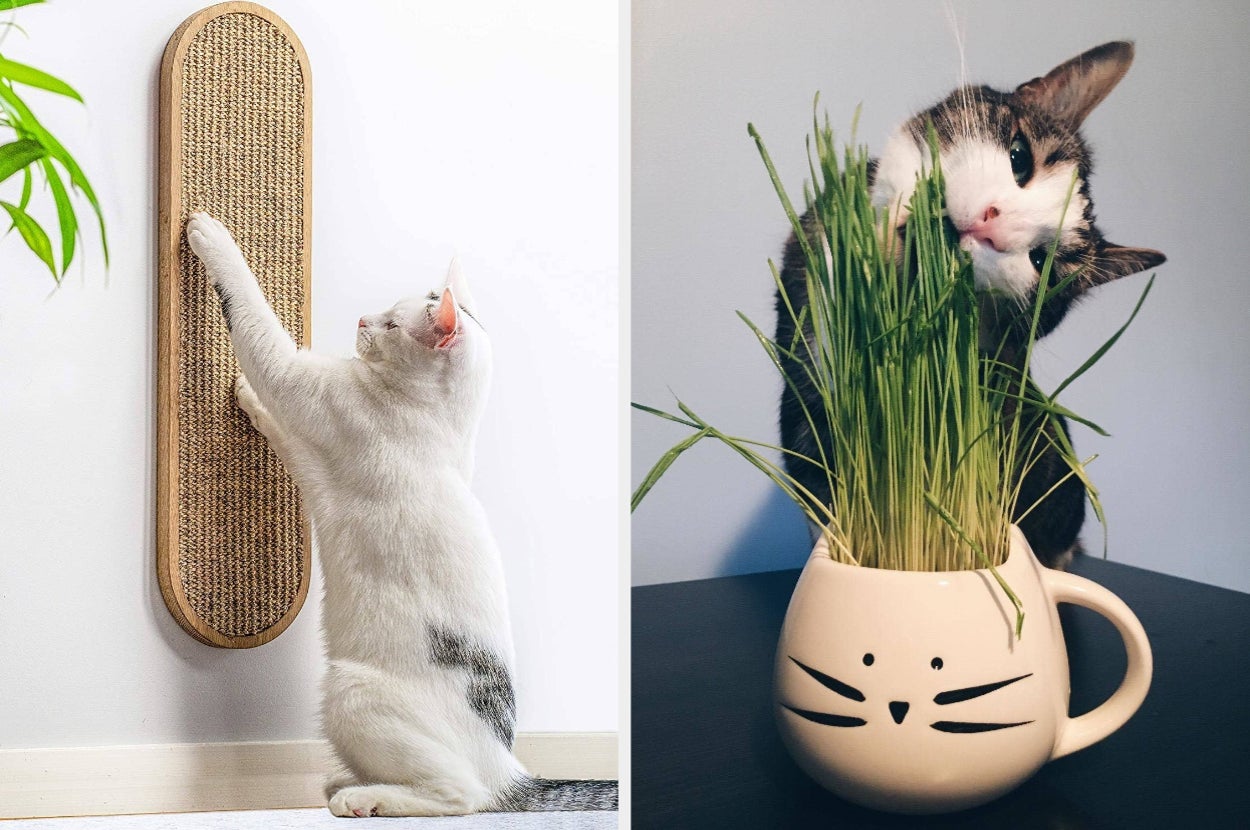 a cat scratching on a wall mounted vertical scratching post / a cat chewing on cat grass