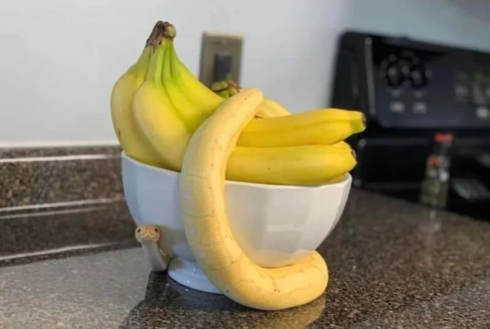 a yellow snake wrapped around a bowl of bananas