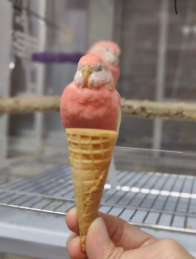 a pink bird in an ice cream cone