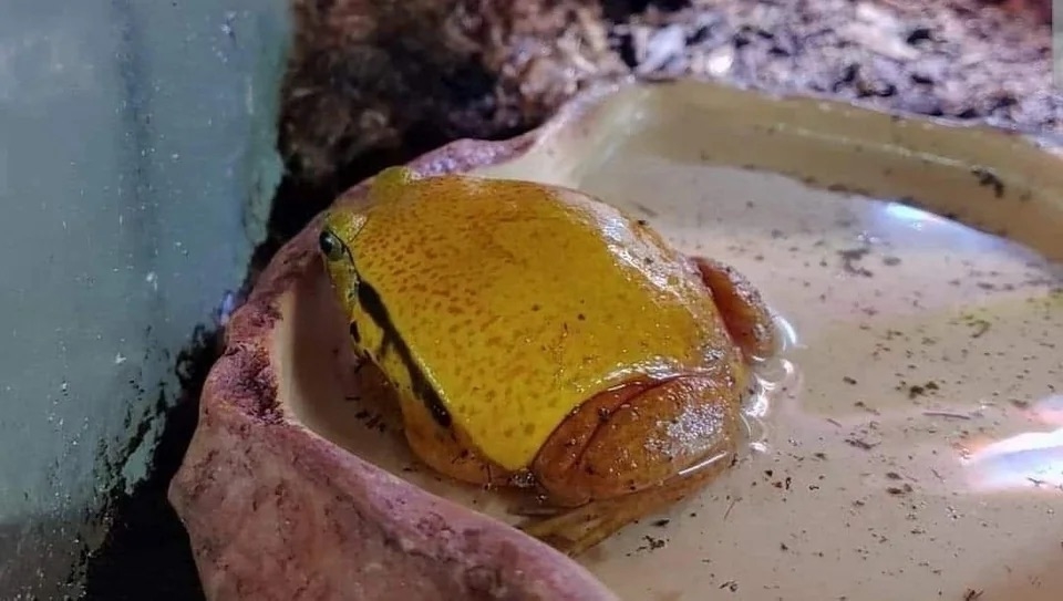 a frog with a pattern on his back that resembles melted cheese