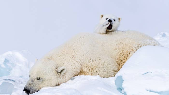 A polar bear cub on its mothers back