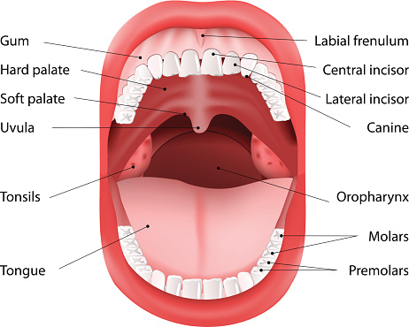 Parts of Human mouth, Open mouth and white healthy teeth, Vector Diagram, with explaining