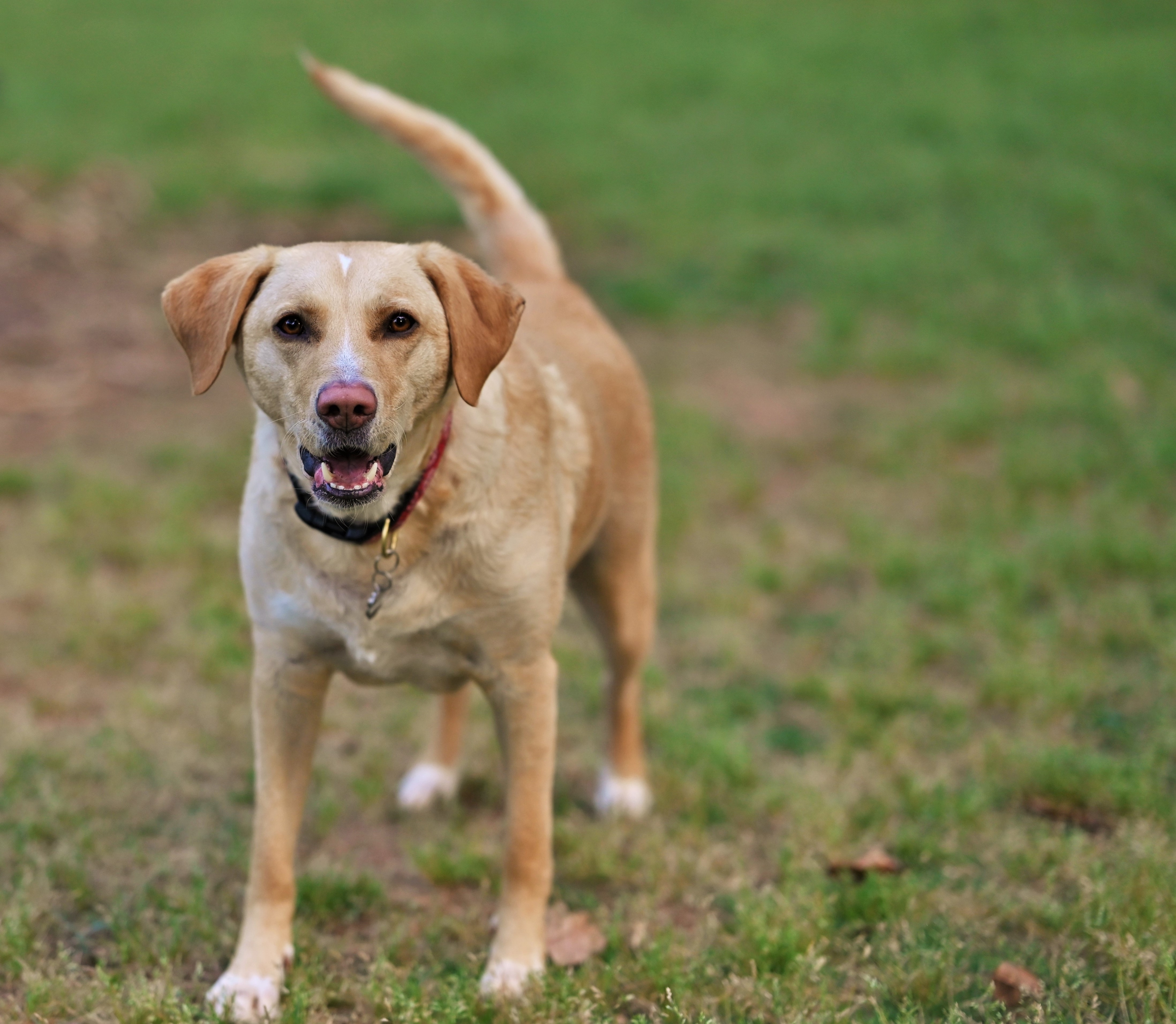 a photo of a yellow lab