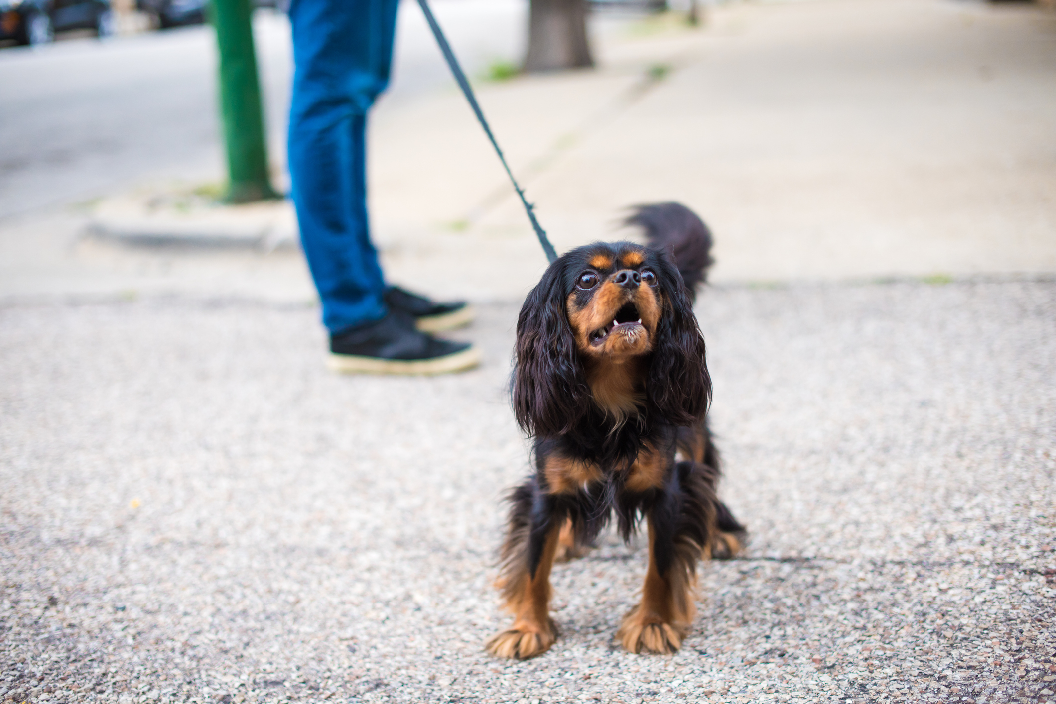 Cavalier King Charles Spaniel out for a walk and barking