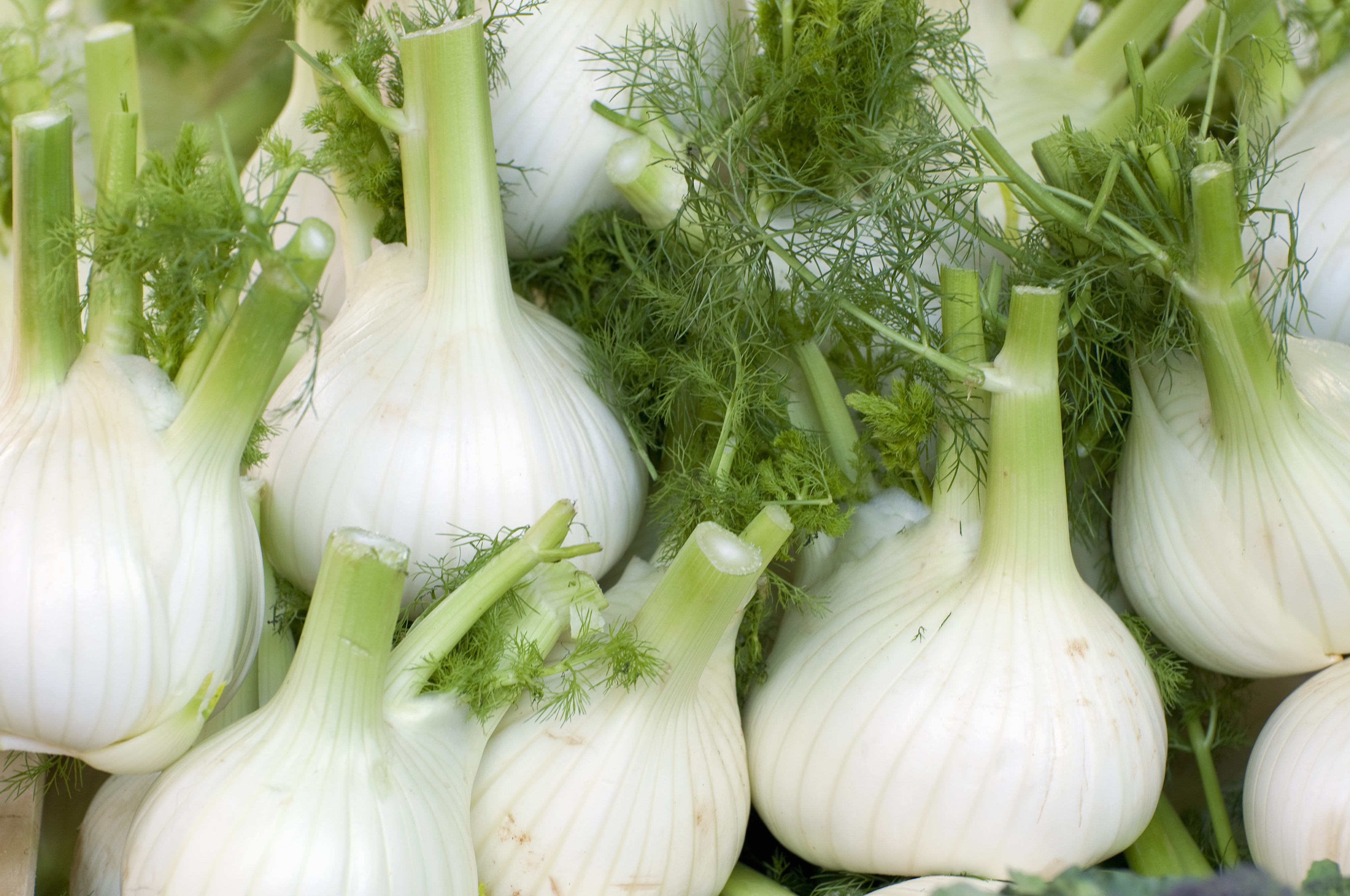 a pile of fennel