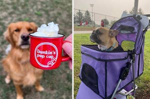 model holding small personalized pup cup in front of their dog / reviewer's French bulldog in the purple stroller