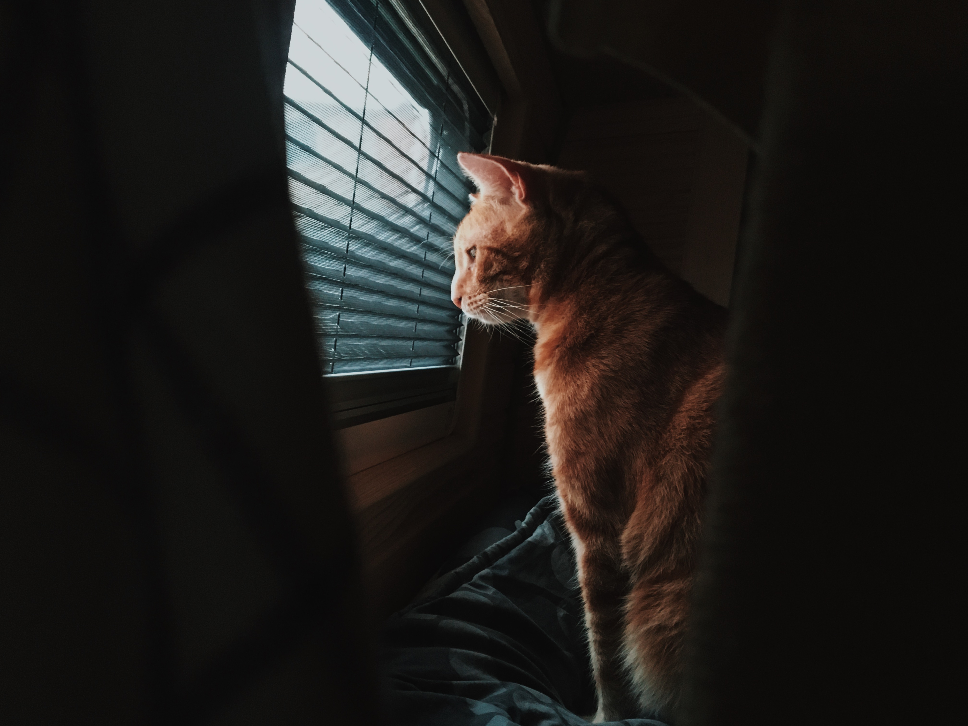 orange cat sitting and looking out of a window