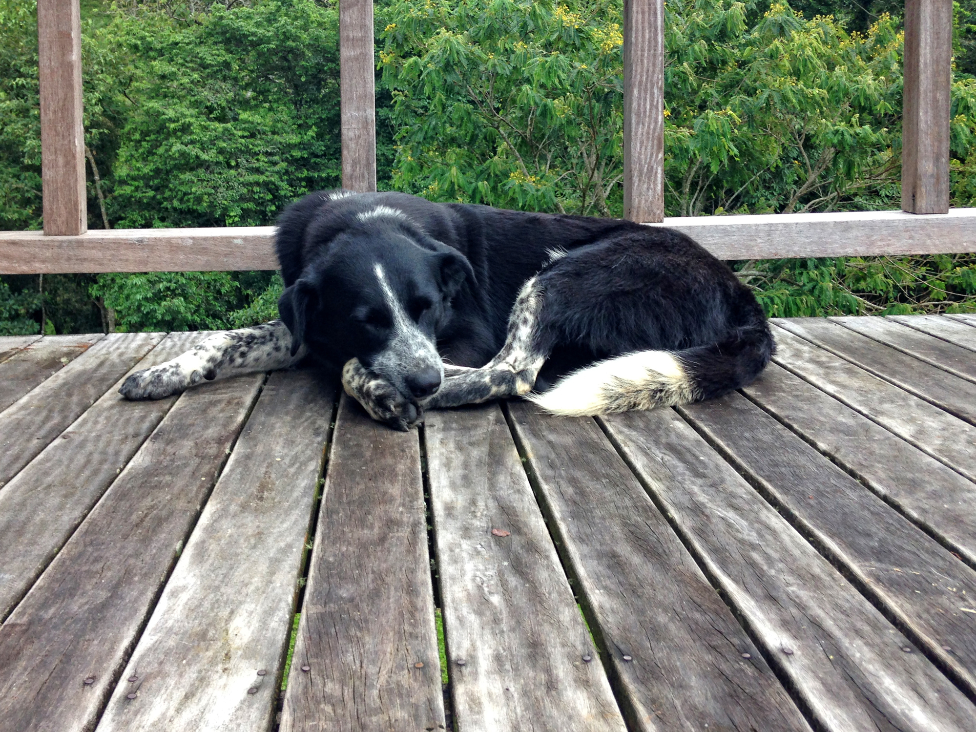 a dog that&#x27;s curled up and laying on a porch relaxing