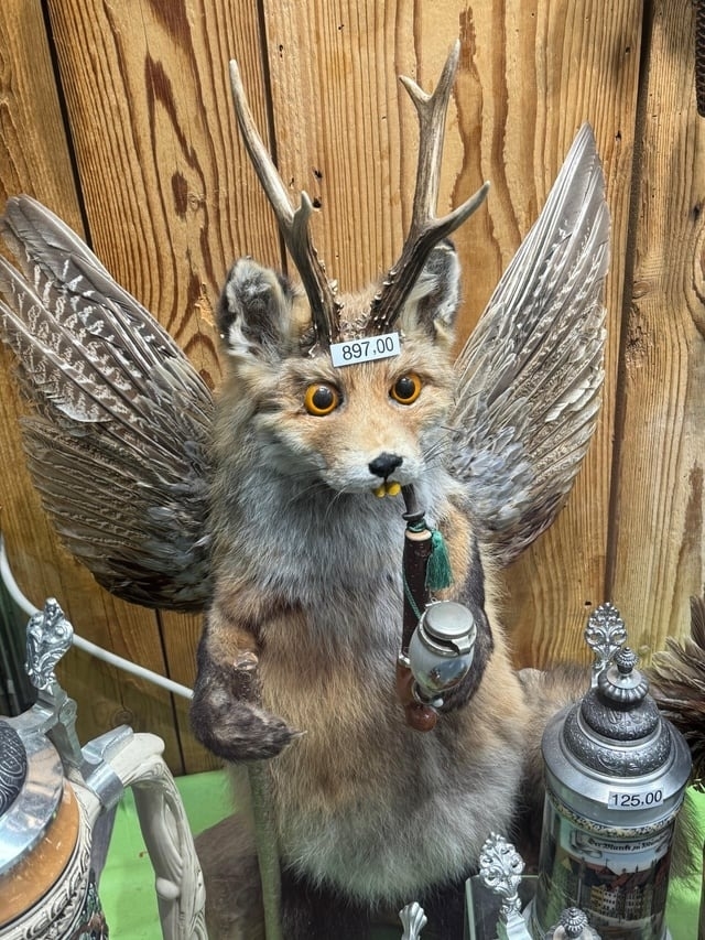 a taxidermy fox