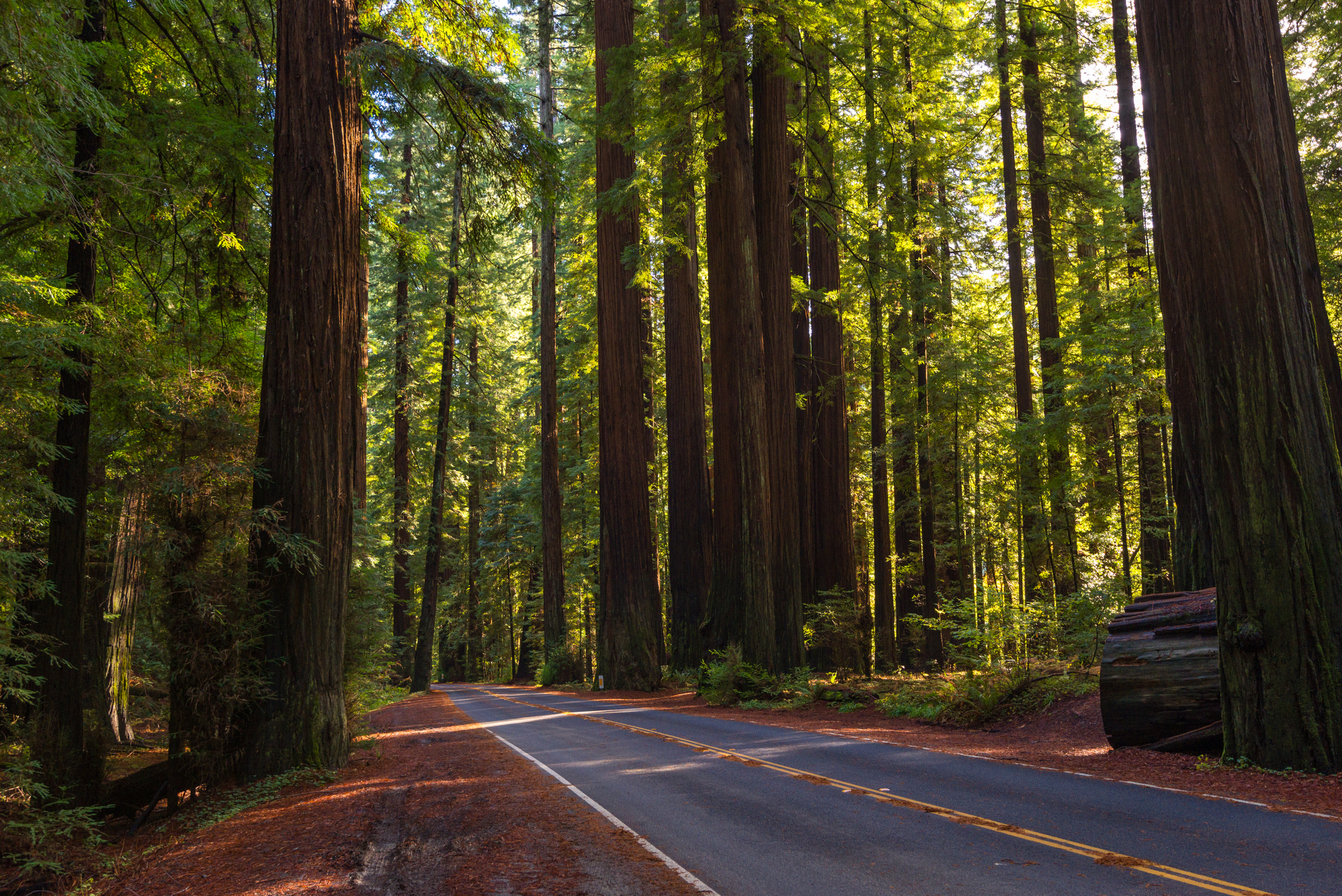 Scenic highway in Northern California running through Redwoods State Park