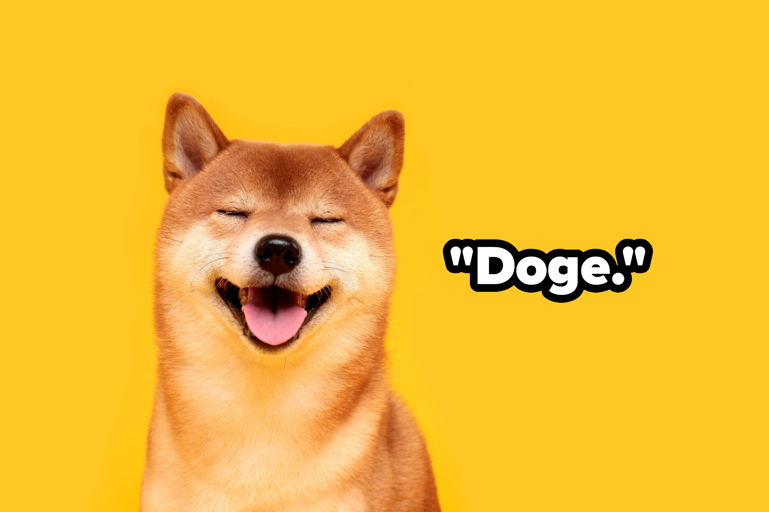 A shiba inu dog smiling