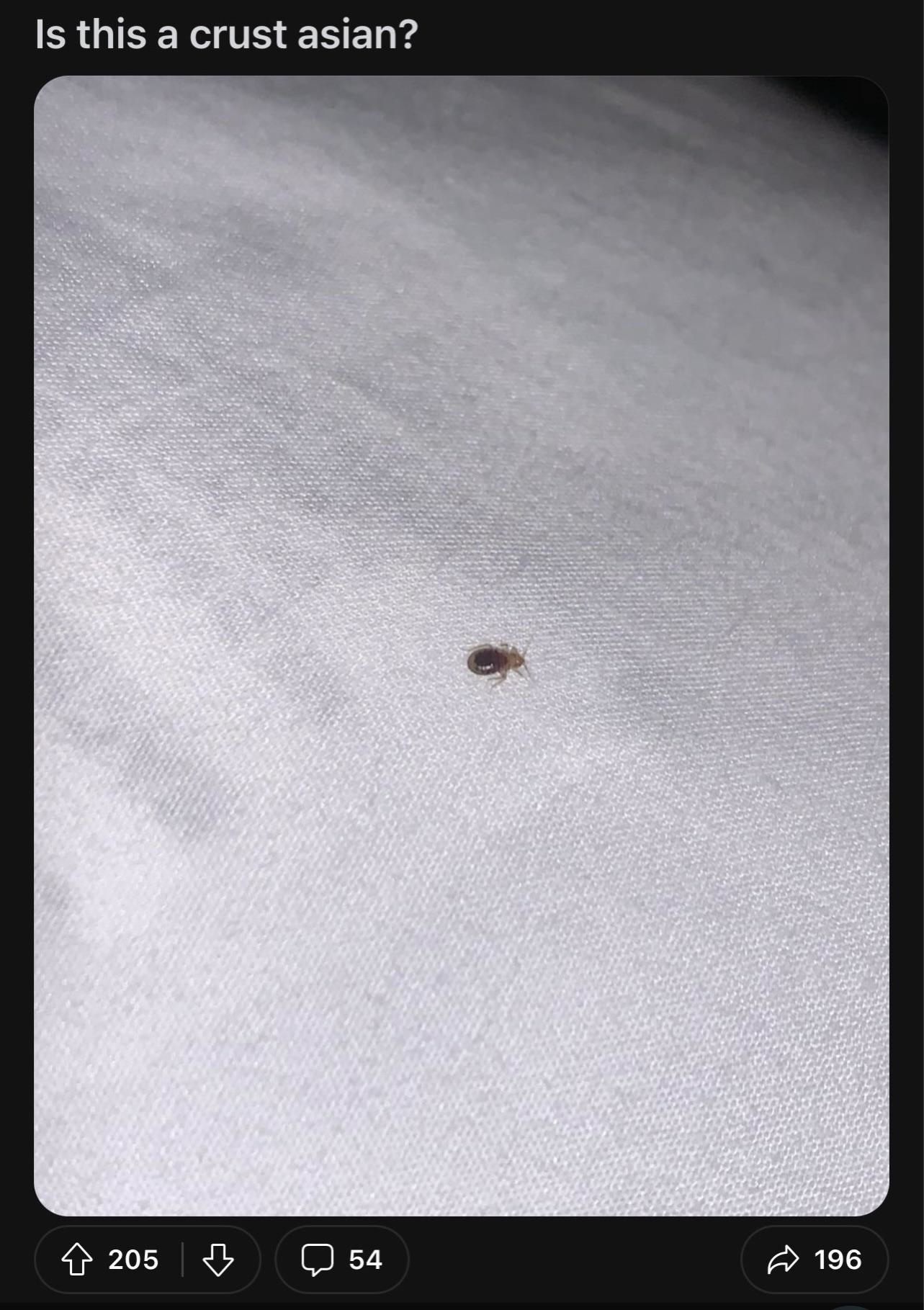 Photo of a small insect with text, &quot;Is that a crust asian?&quot;