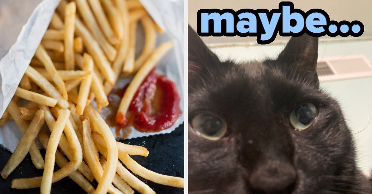 Would My Cat Like You? Quiz