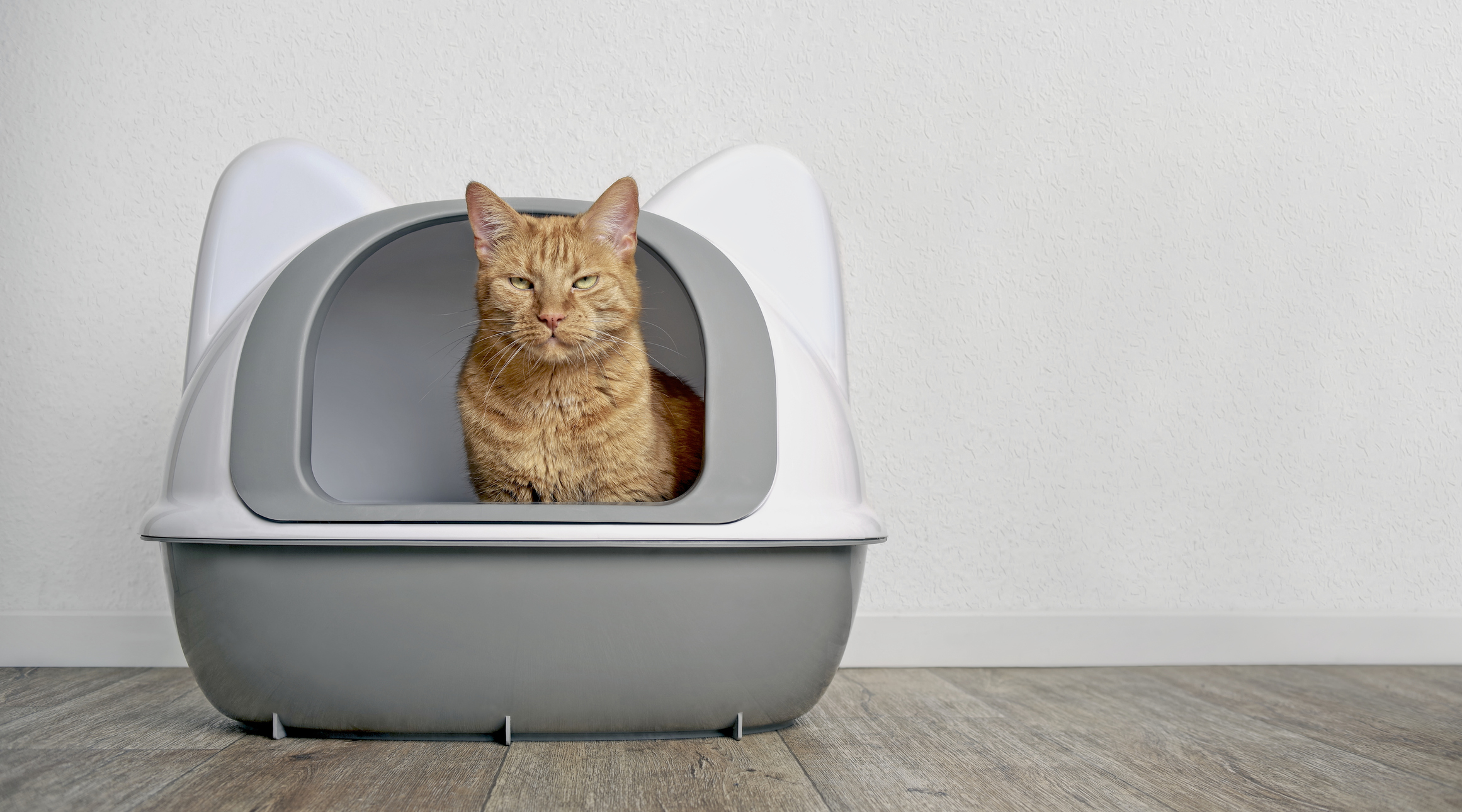 A cat in a litter box