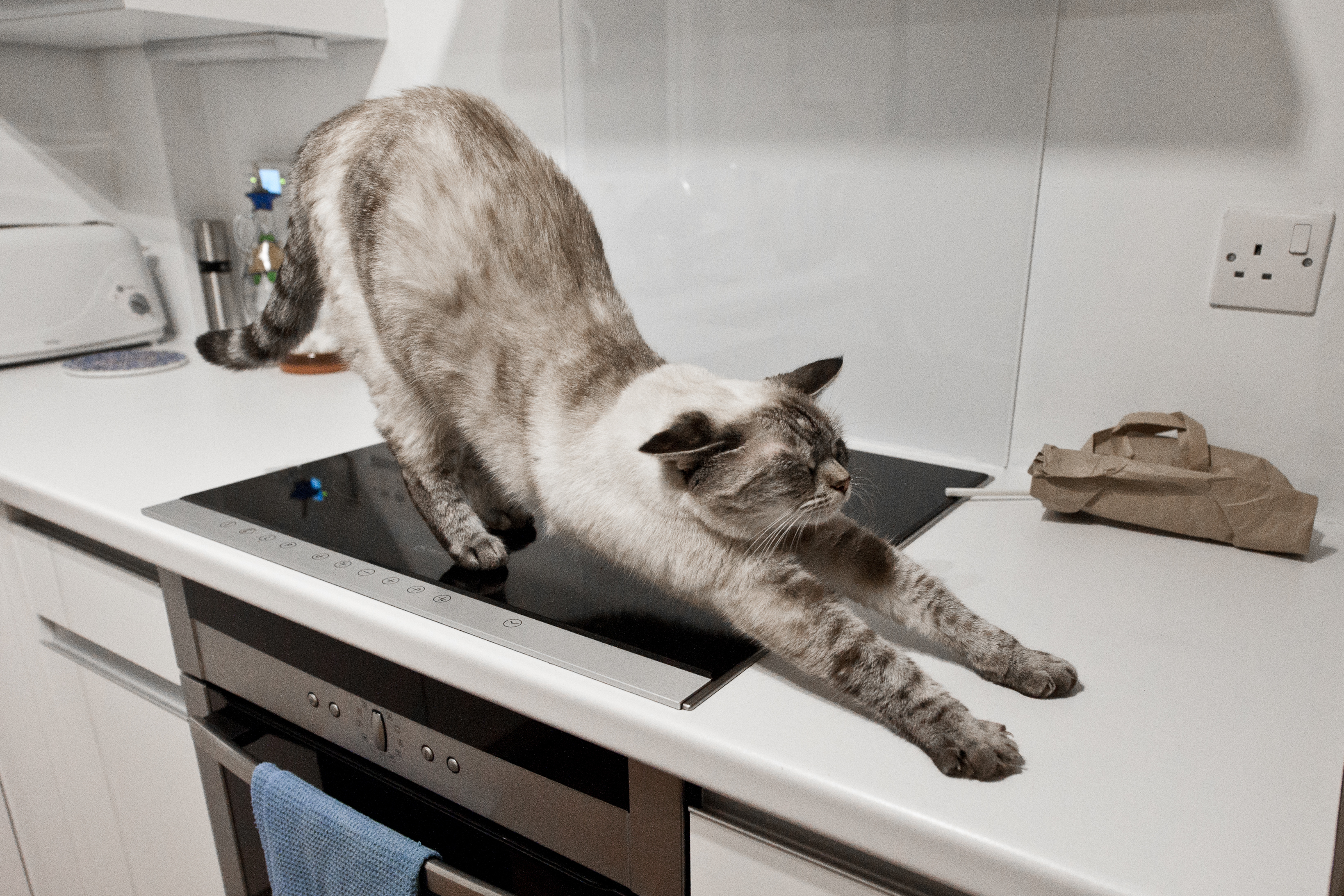 A cat walking on the stove