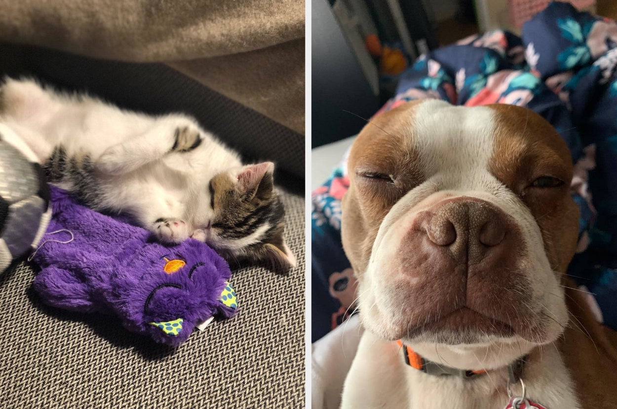 reviewer's kitten snuggling with purple purring toy and reviewer's pup smizing with healed nose