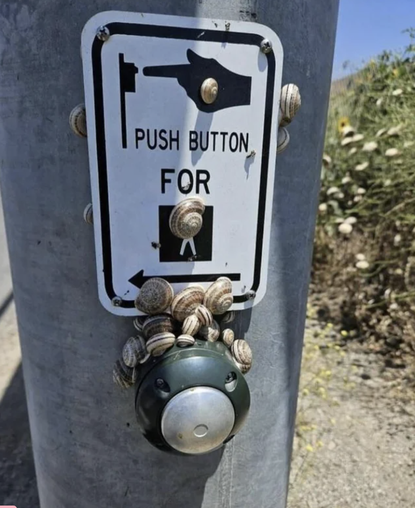 snails crowding around a crosswalk sign and button