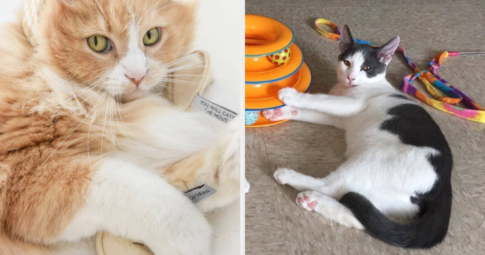 Affordable best sale cat toys
