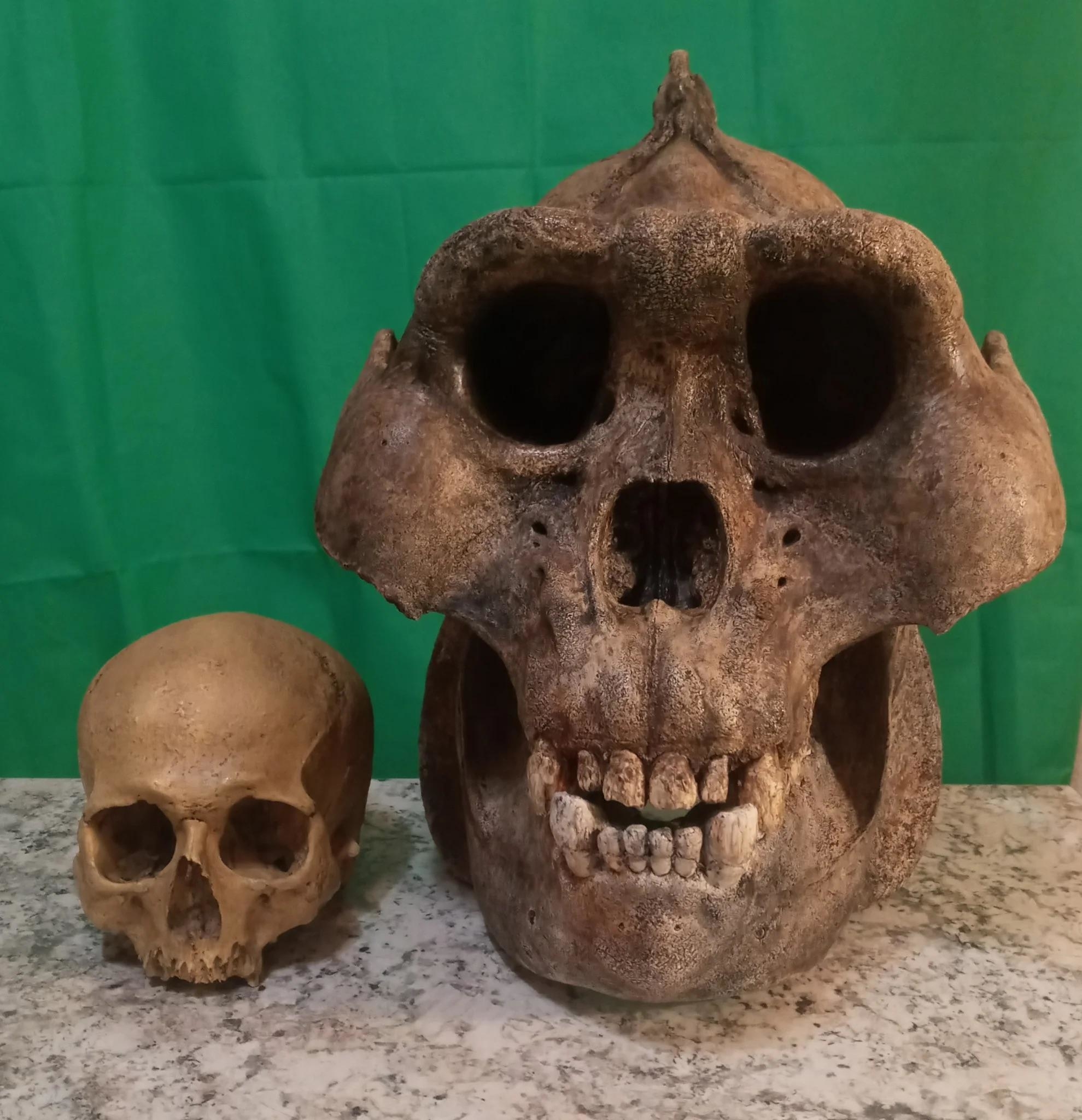 A huge skull next to a human skull that barely rises above the skull&#x27;s teeth
