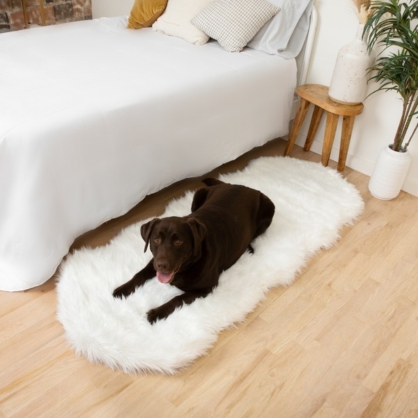 large brown dog laying on white rug