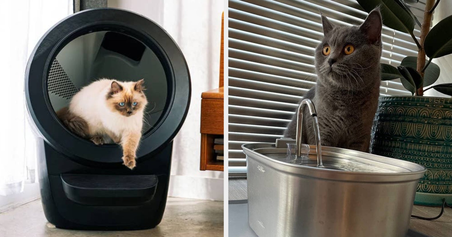 Small Apartment How To Entertain A Cat Keeping A Cat In A Small