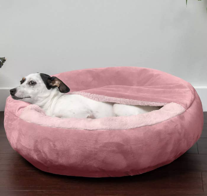 a small dog on the pink bed