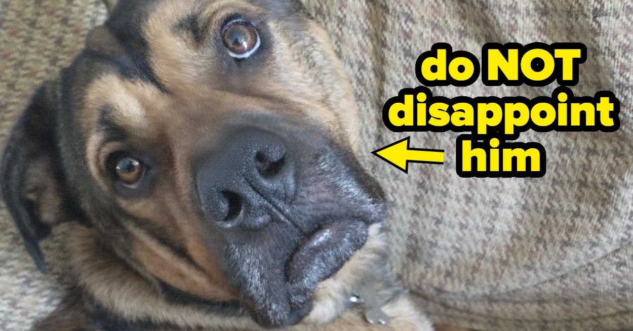 Would My Dog Like You Personality Quiz