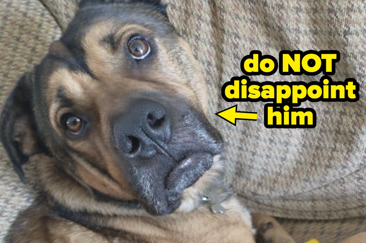 A close up of a dog looking concerned.