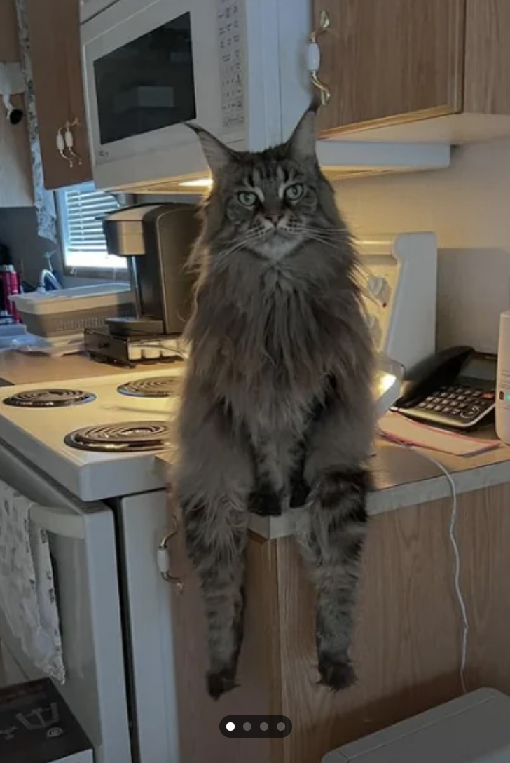A cat sitting on the edge of a countertop