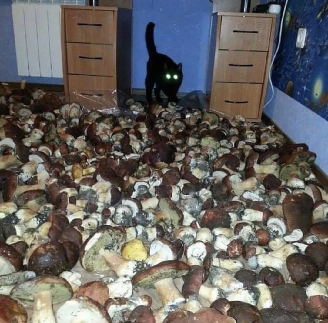 A room full of mushrooms and a cat
