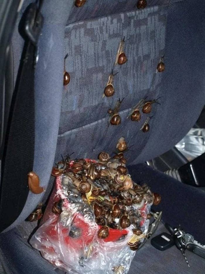 Snails all over someone&#x27;s back seat