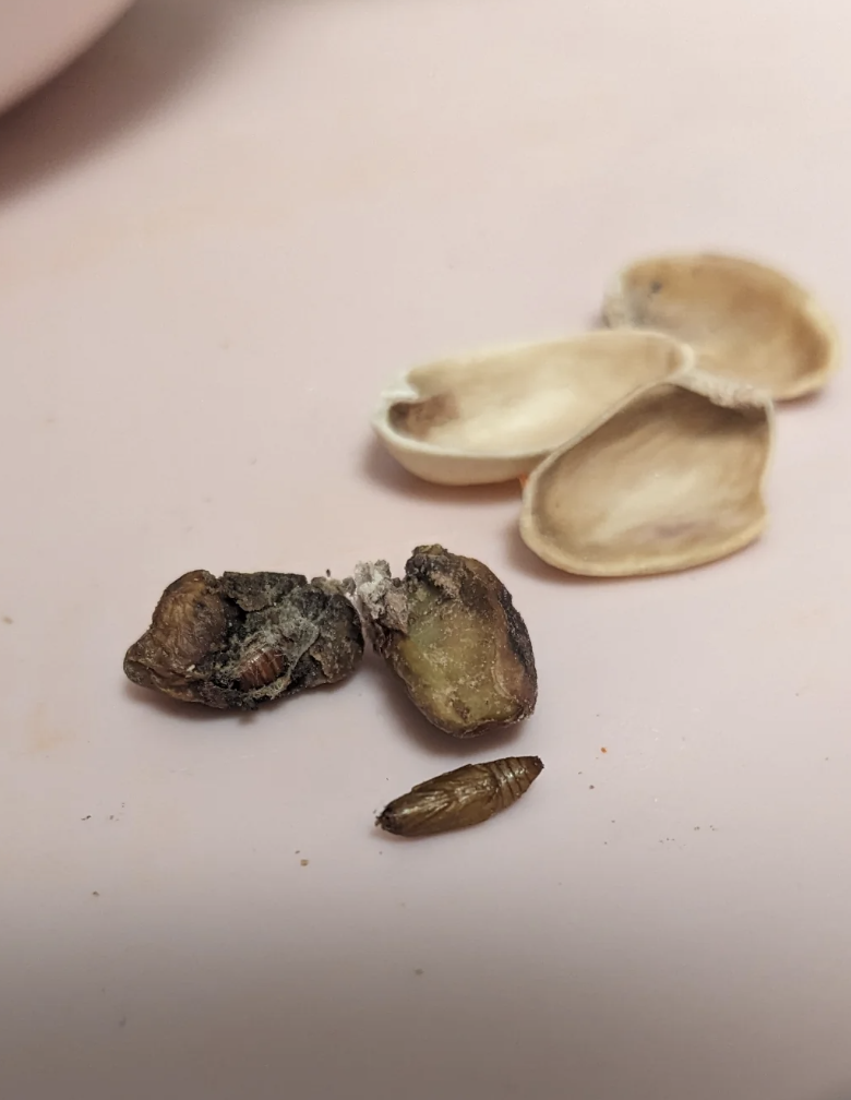 Bugs in a pistachio