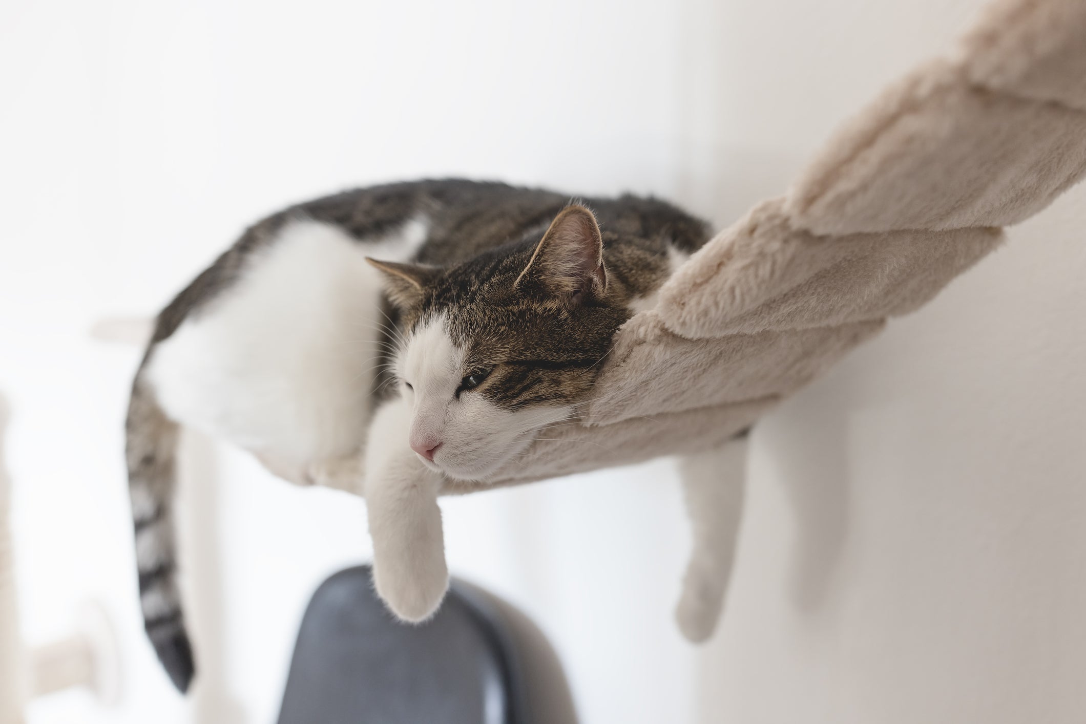 猫用の吊り橋はオススメできない」意外な理由！？→まさかの姿に「完全