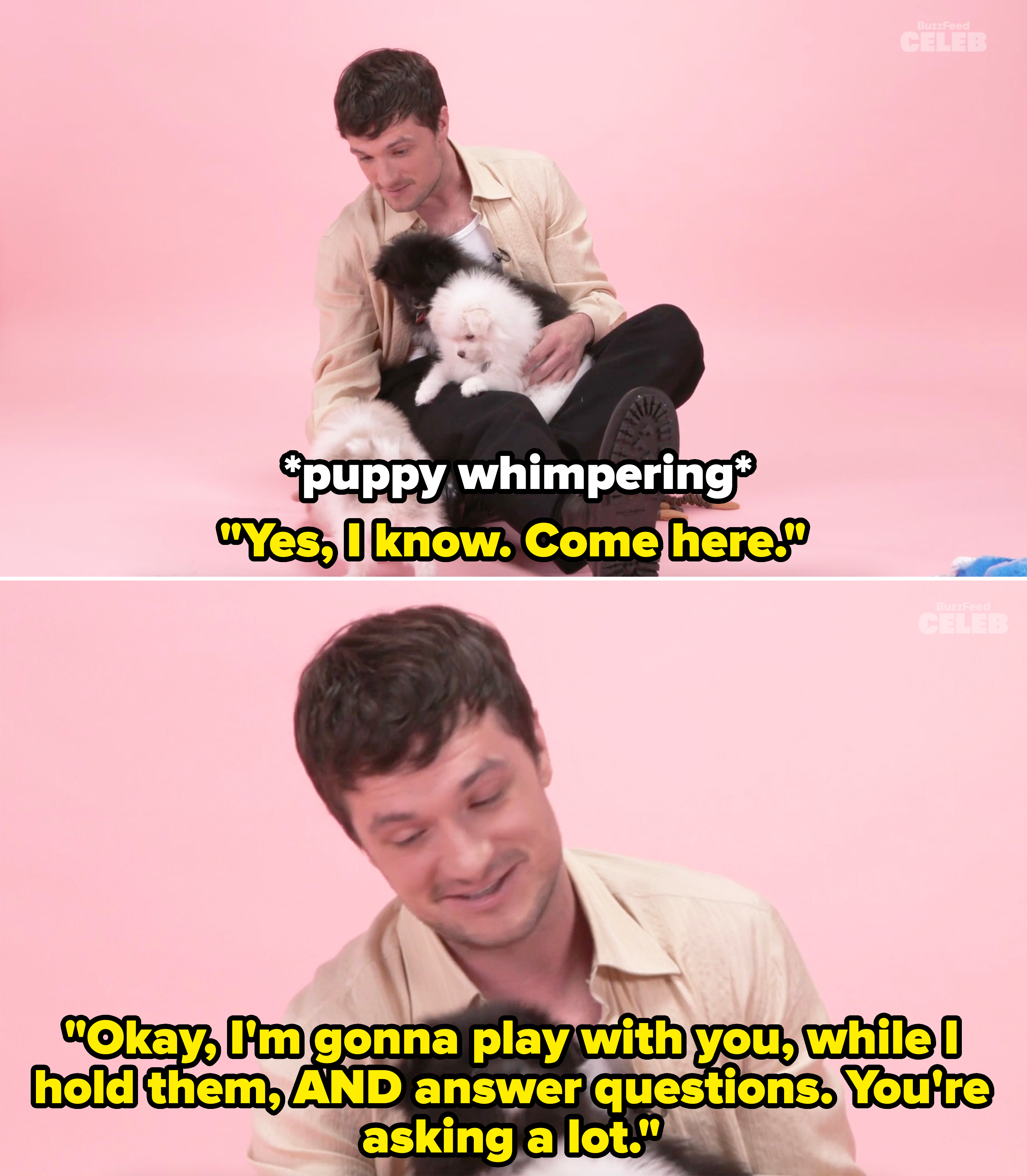 he tells the puppies, okay i&#x27;m gonna play with you while i hold them and answer questions, you&#x27;re asking a lot
