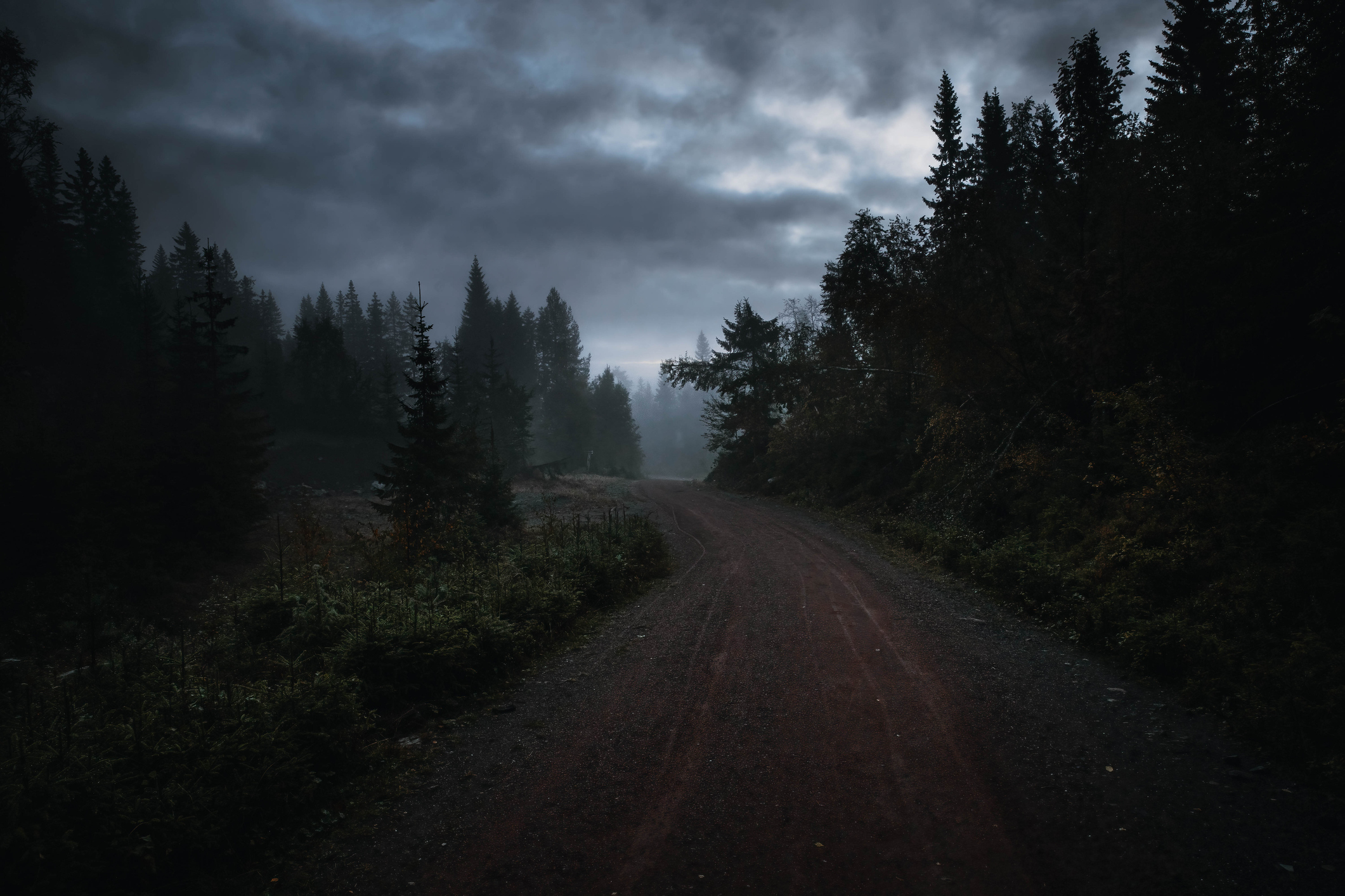 A dirt road through a misty forest