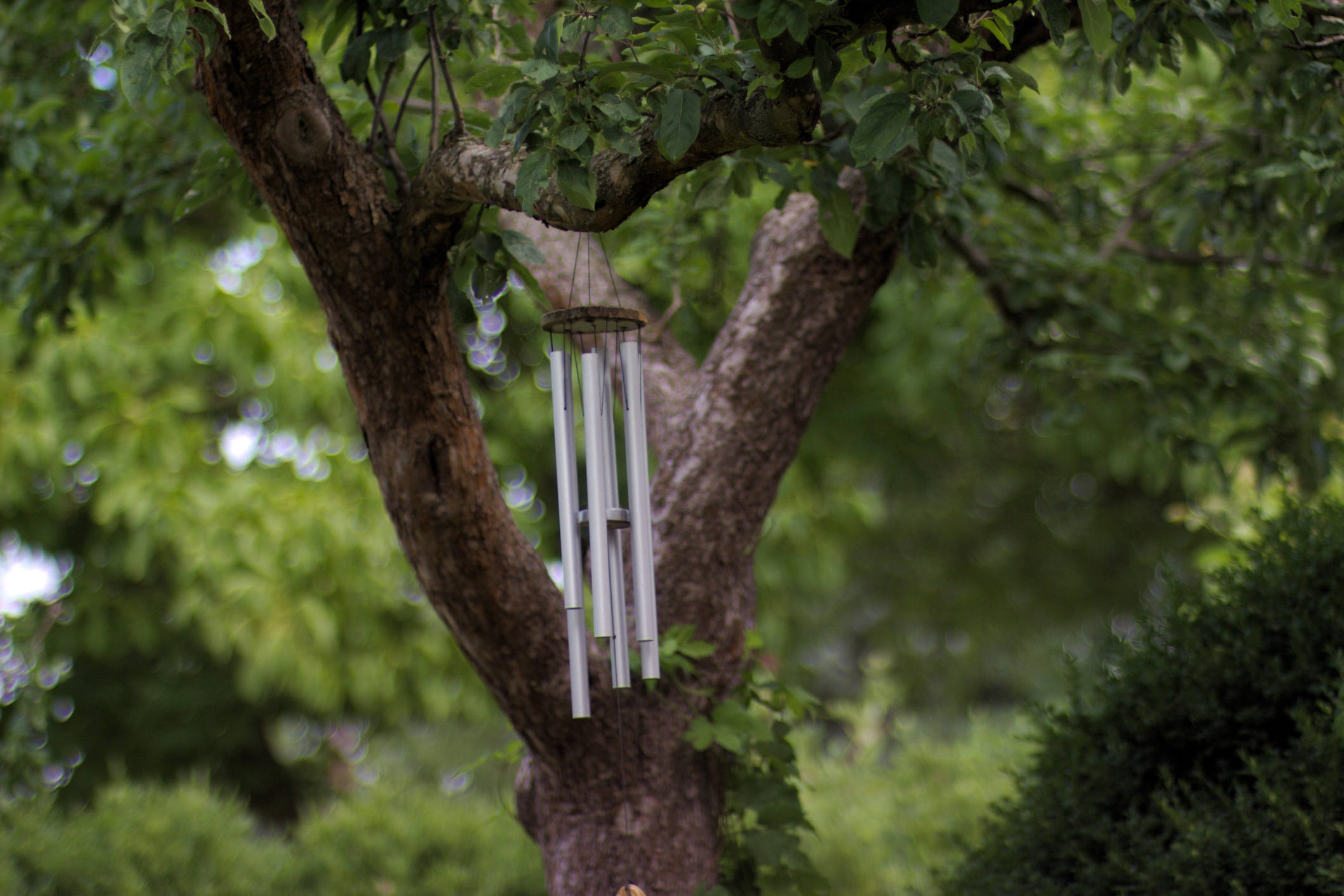 A wind chime on a tree