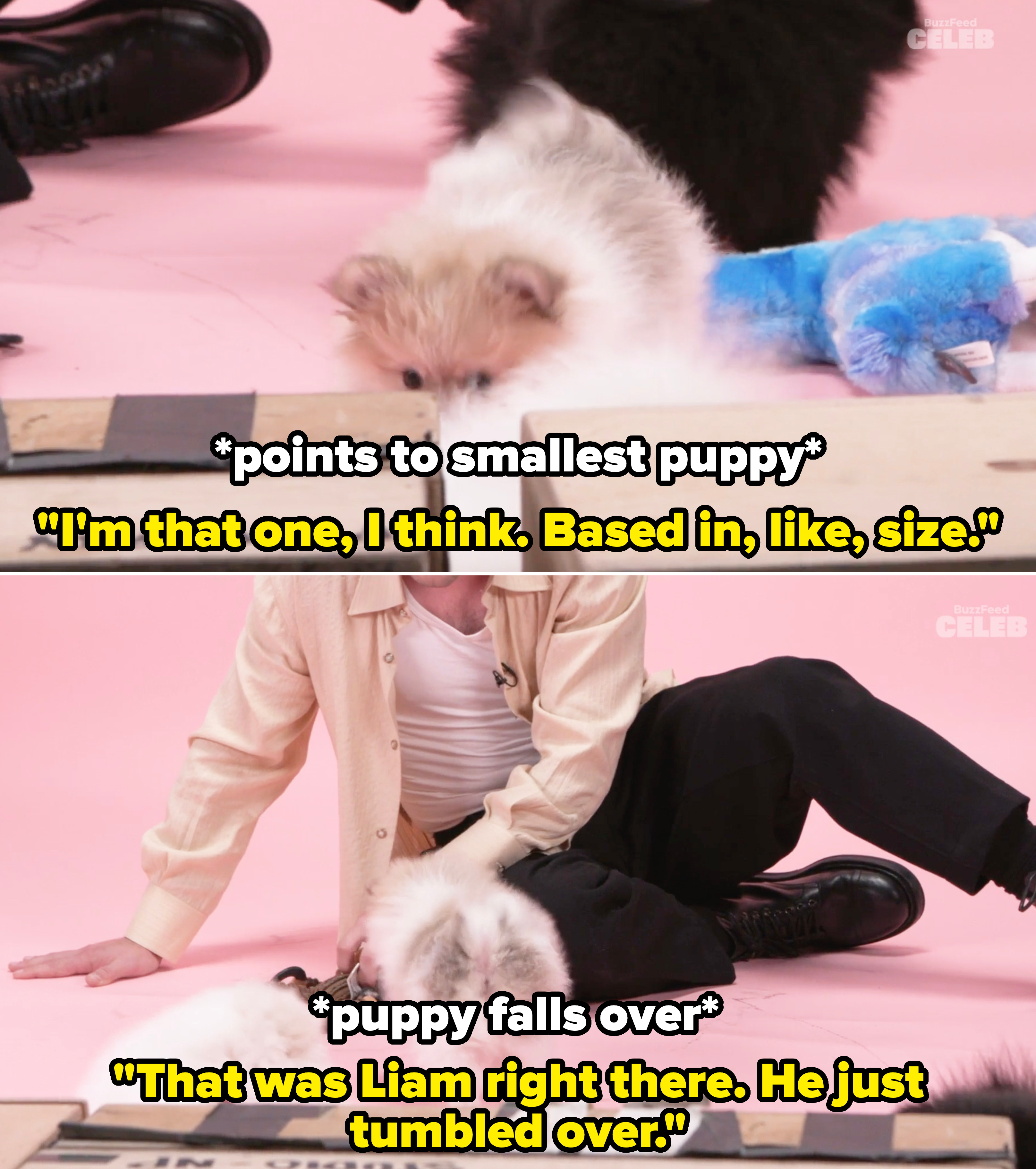 Josh Hutcherson playing with puppies