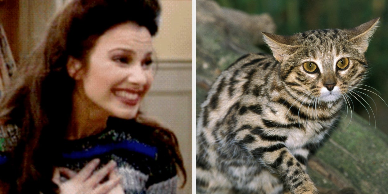 Utah Zoo Welcomes Cute But Deadly Black-Footed Cat - Vimarsana News