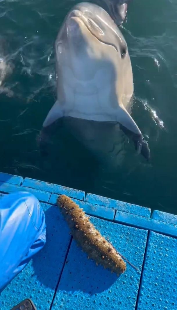 親子 幸せを呼ぶイルカ 最愛なるドルフィン