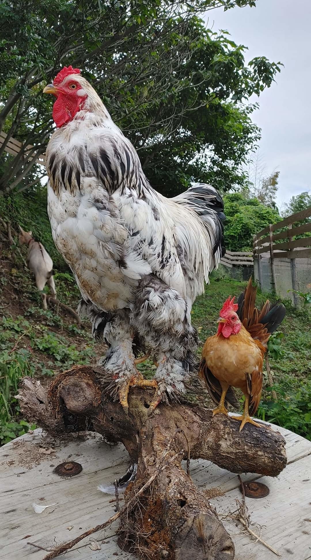 世界最大級の鶏『ブラマ』種と世界最小種の鶏『セラマ』種