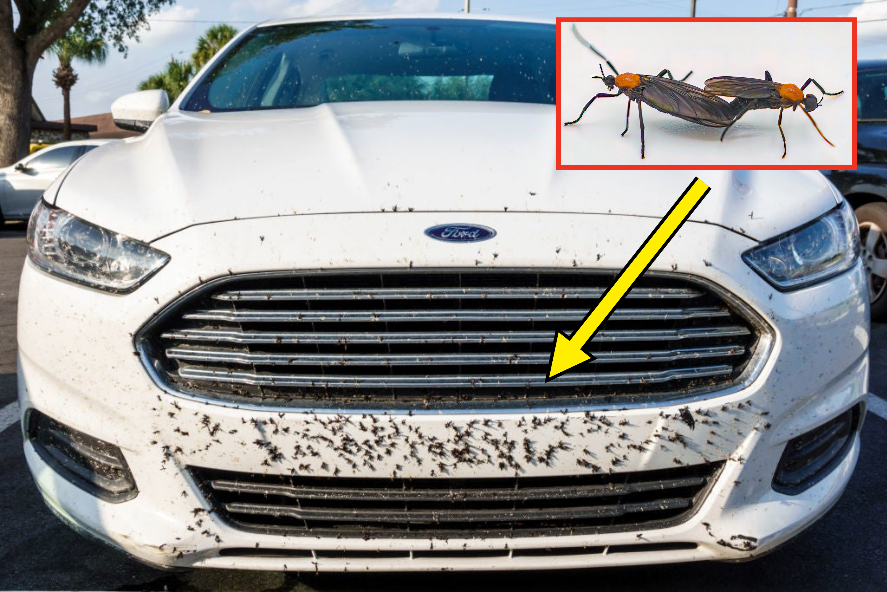 large bugs on the front grill of a car
