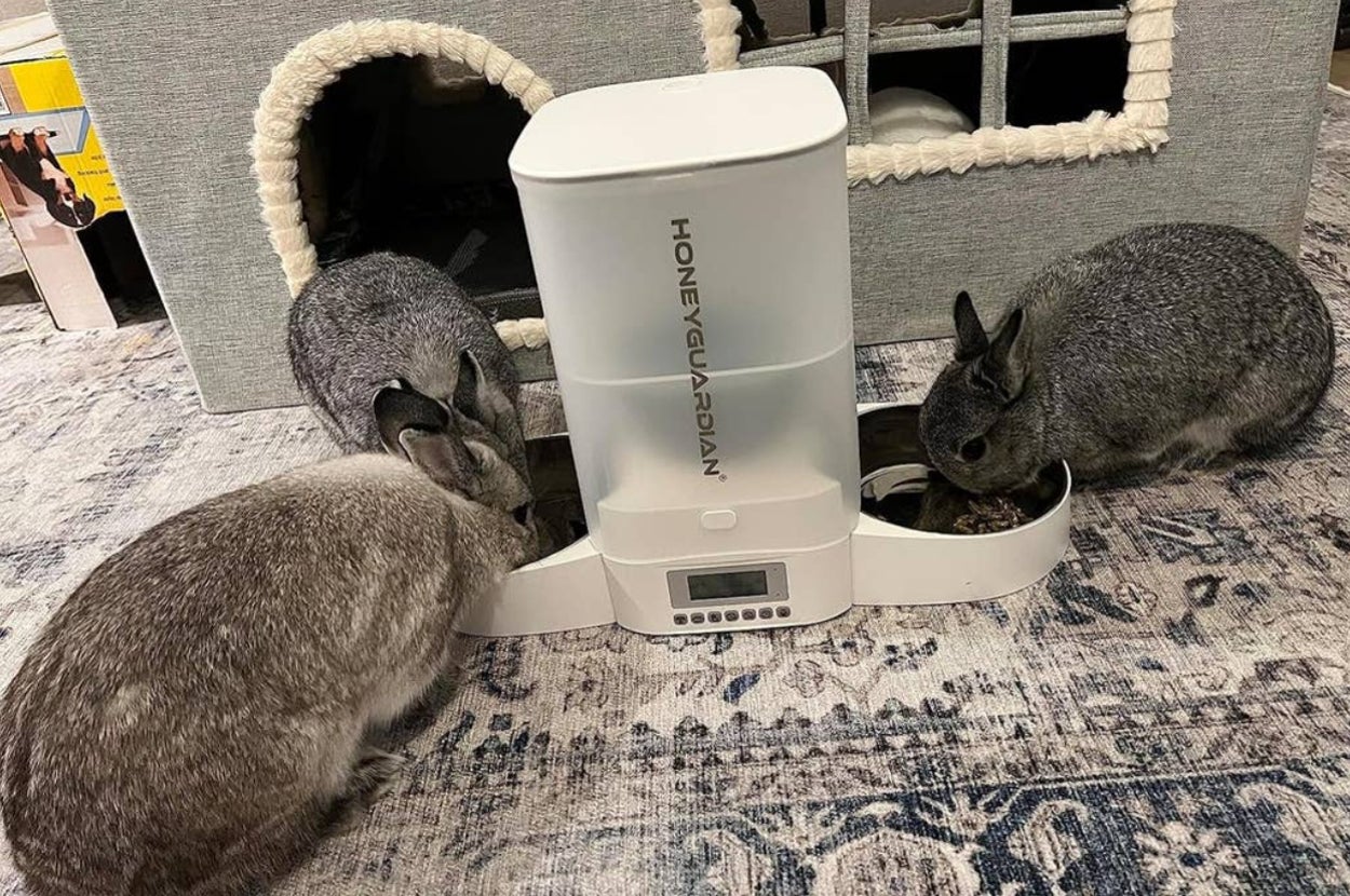 three bunnies eating from a pet feeder