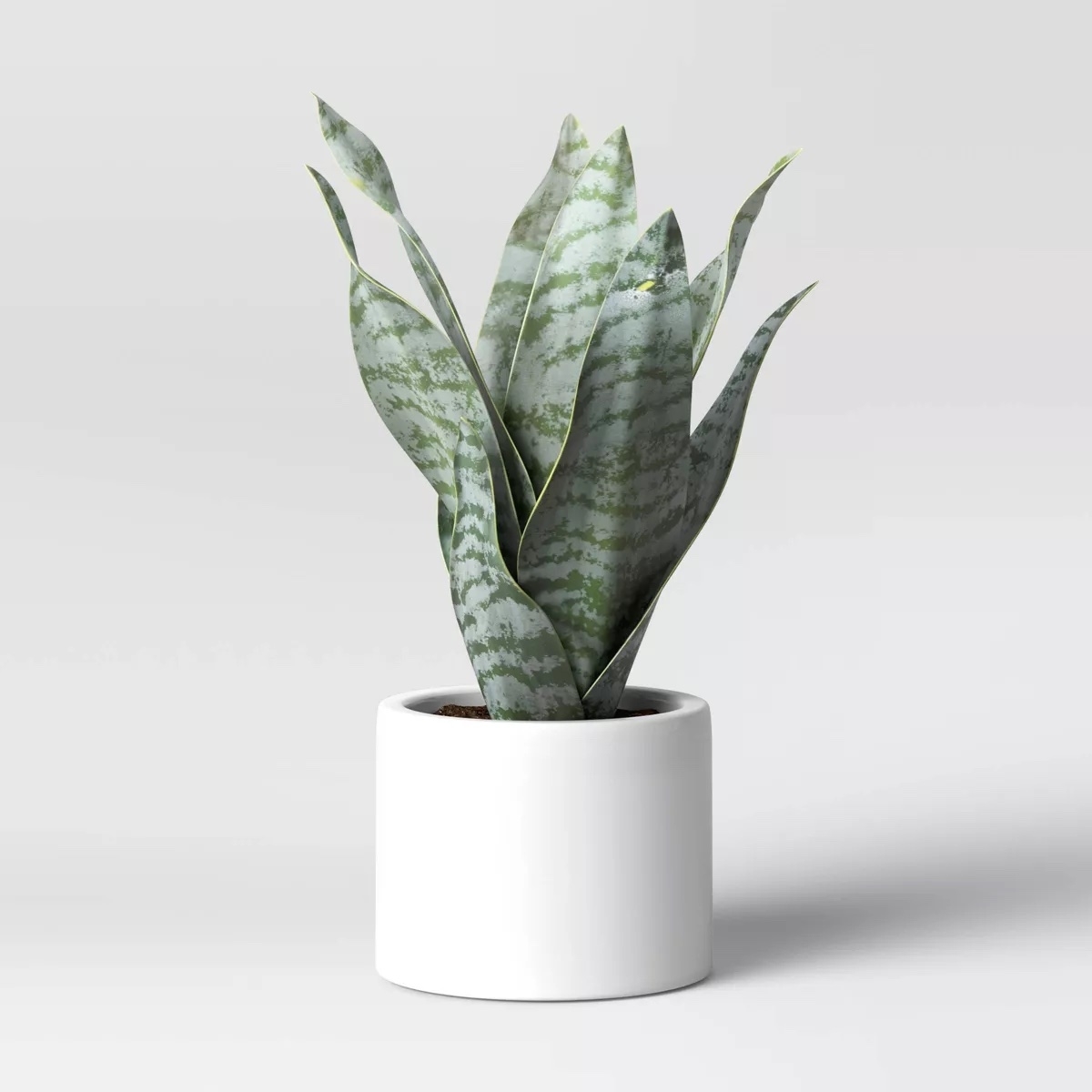 Sansevieria plant in a simple white pot, suitable for modern decor