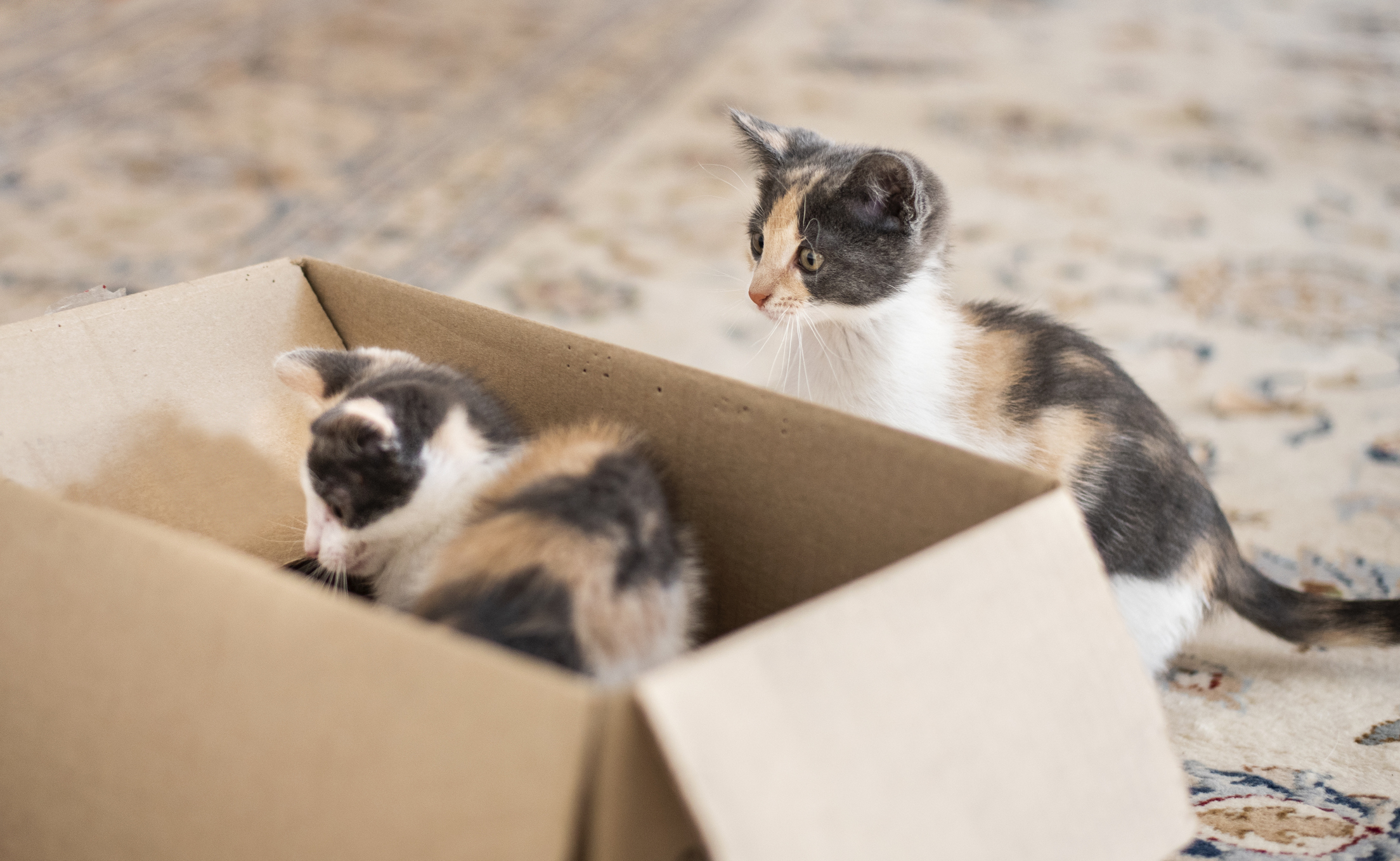 Kittens playing in a cardboard box