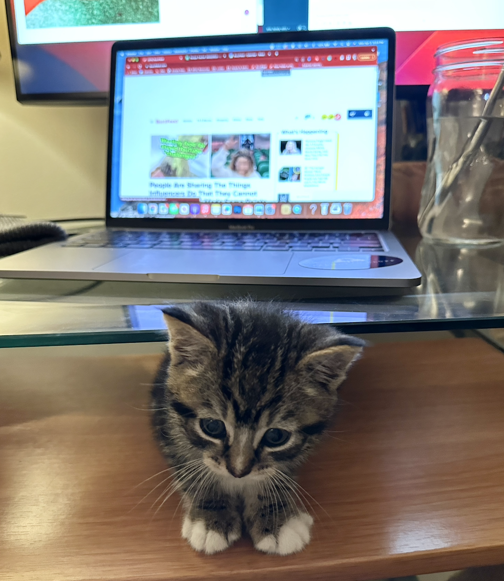 Very small and cute kitten underneath the author&#x27;s desk with his computer open to the BuzzFeed homepage