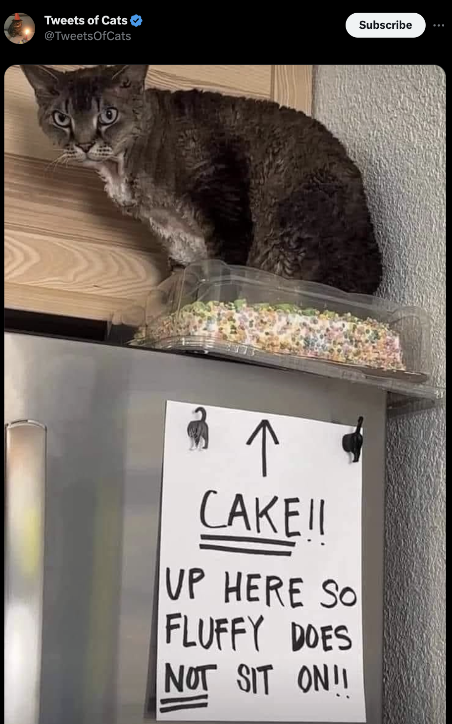 note on the fridge that says, cake up here so fluffy does not sit on, but the cat is sitting on it