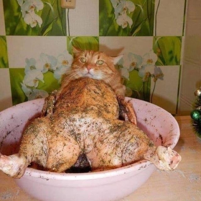 A cat on a piece of seasoned chicken