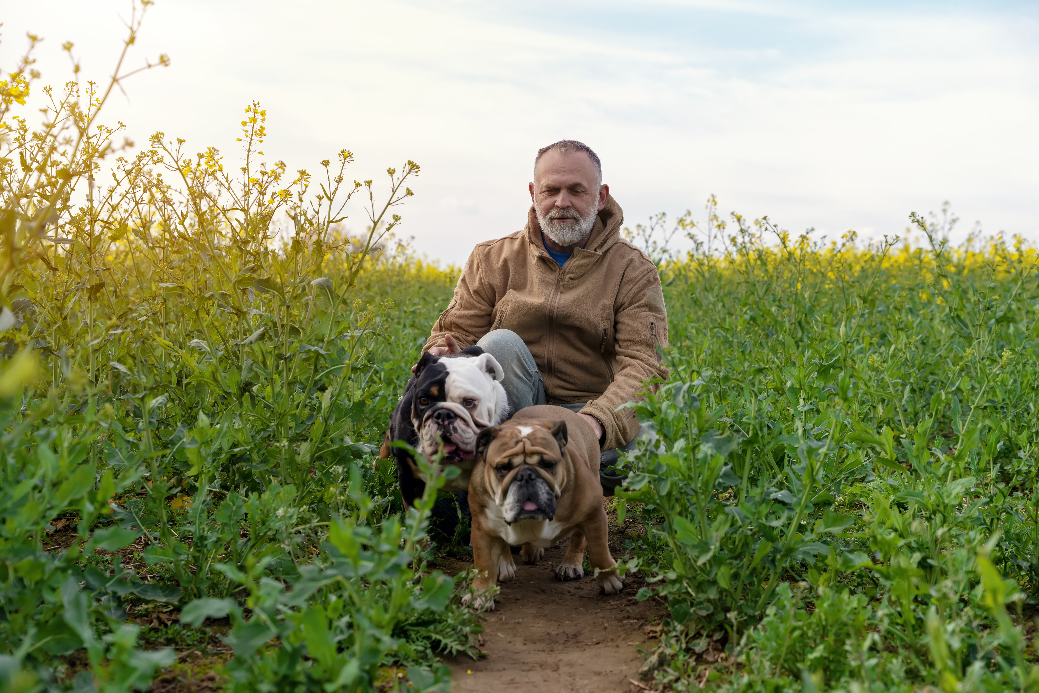 man in a field with two bulldogs